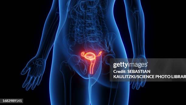female reproductive organs, illustration - 3d uterus stock illustrations