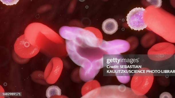 ilustraciones, imágenes clip art, dibujos animados e iconos de stock de circulating blood cells, illustration - basófilo