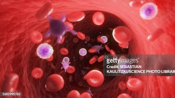 ilustraciones, imágenes clip art, dibujos animados e iconos de stock de circulating blood cells, illustration - basófilo