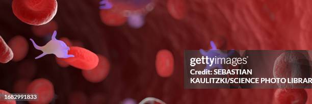 circulating blood cells, illustration - basophil stock illustrations