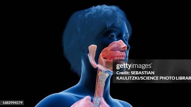 bildbanksillustrationer, clip art samt tecknat material och ikoner med female head and neck anatomy, illustration - spottkörtel