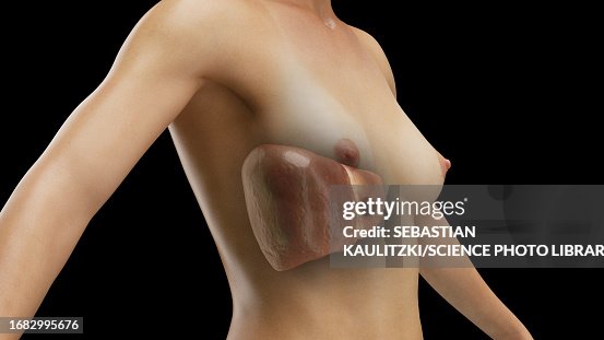 Liver, illustration Liver, illustration