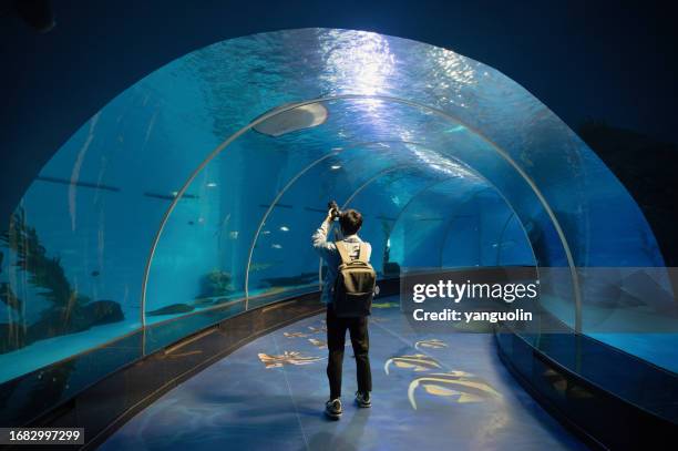 a male backpacker is holding a camera in the aquarium to capture marine life records - weekend activities, travel life, people and life - fish tank stock pictures, royalty-free photos & images