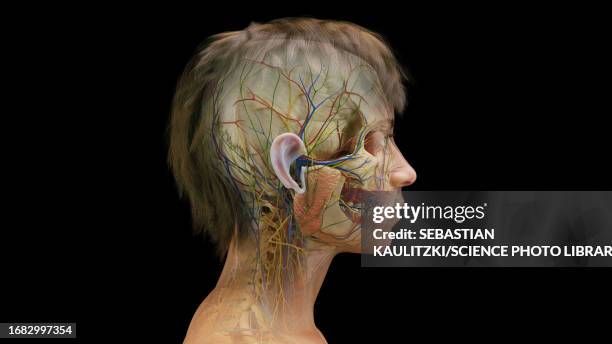 female internal organs, illustration - clear water stock illustrations