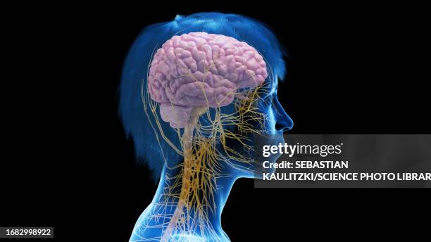 female central nervous system, illustration - sympathetic nerve stock illustrations