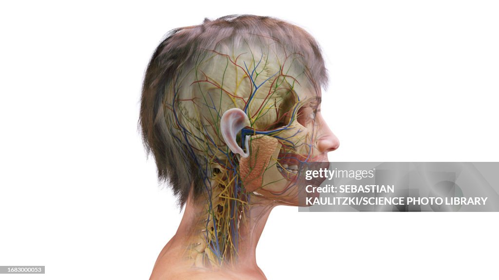 Female head and neck anatomy, illustration