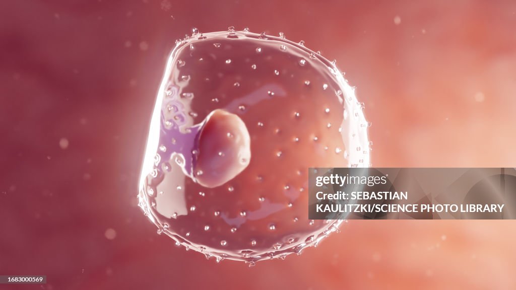 Embryo at first week gestation, illustration