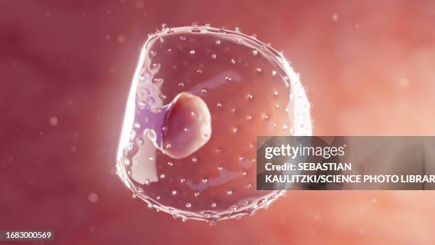 embryo at first week gestation, illustration - human embryo development stock illustrations