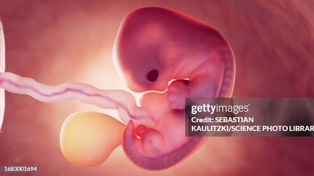 foetus at 7 weeks old, illustration - umbilical cord stock illustrations