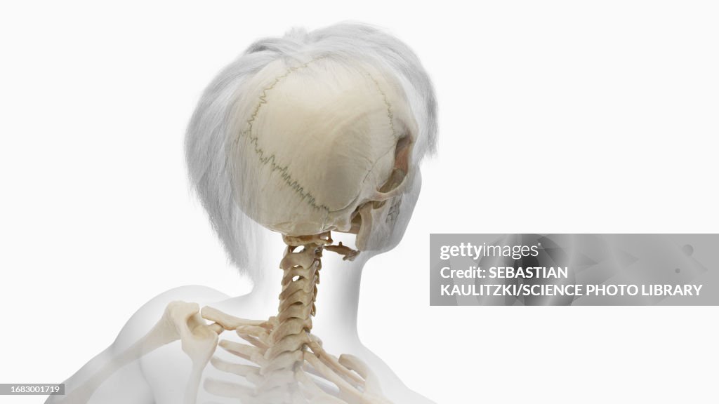 Neck Rotation Involven Bone Bones Of The Head And Neck Illustration High-Res Vector Graphic - Getty ...