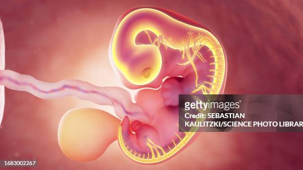 nervous system of 7 week embryo, illustration - hindbrain stock illustrations