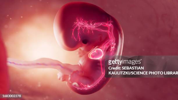 cardiovascular system of 8 week embryo, illustration - fetus heart stock illustrations