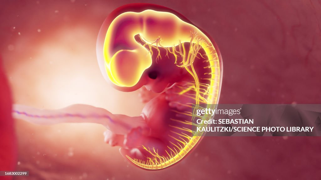 Nervous system of 8 week embryo, illustration