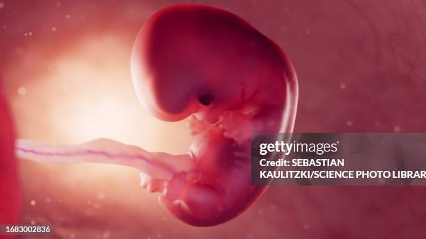 foetus at 8 weeks, illustration - fötus menschliche pränatale entwicklung stock-grafiken, -clipart, -cartoons und -symbole