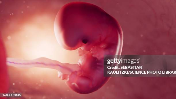 foetus at 8 weeks, illustration - umbilical cord stock illustrations