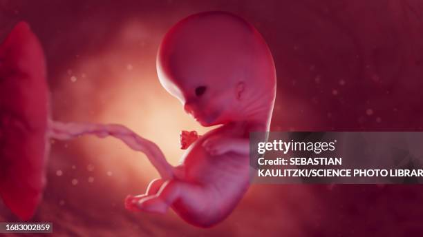 foetus at 10 weeks, illustration - placenta 幅插畫檔、美工圖案、卡通及圖標