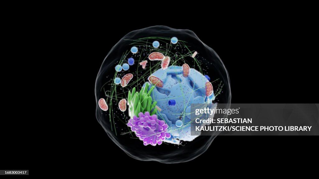 Human cell, illustration