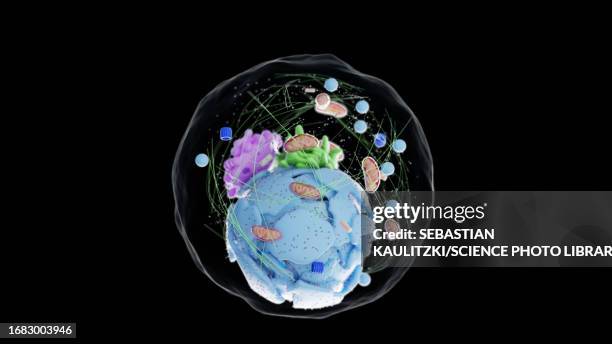 ilustraciones, imágenes clip art, dibujos animados e iconos de stock de human cell, illustration - centrosoma