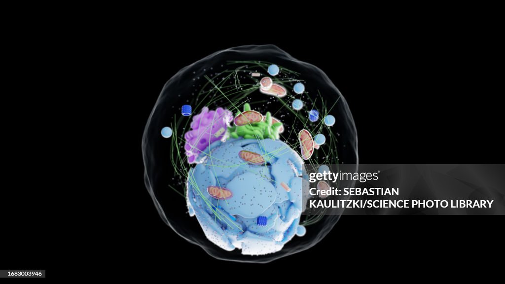 Human cell, illustration
