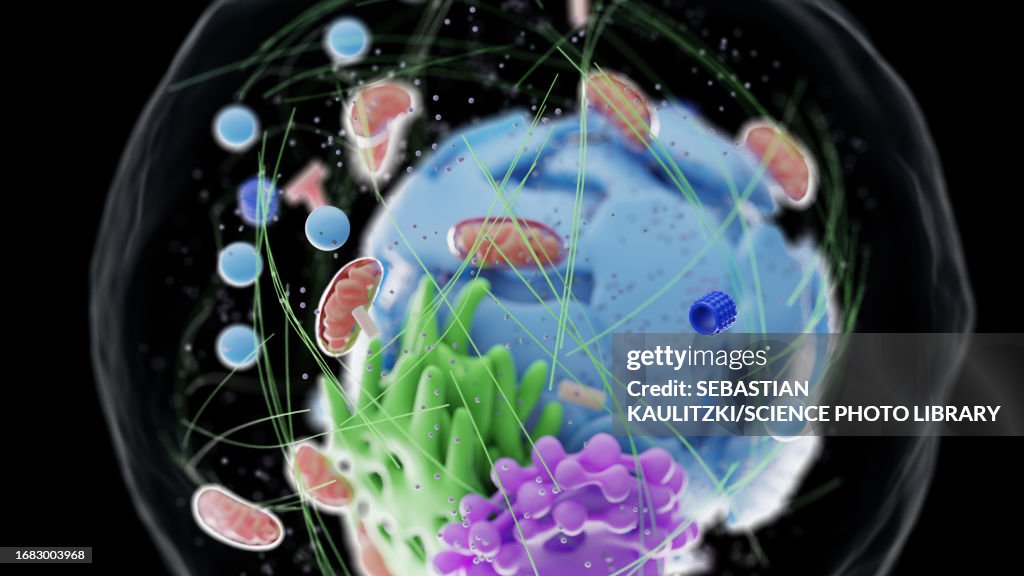 Human cell, illustration
