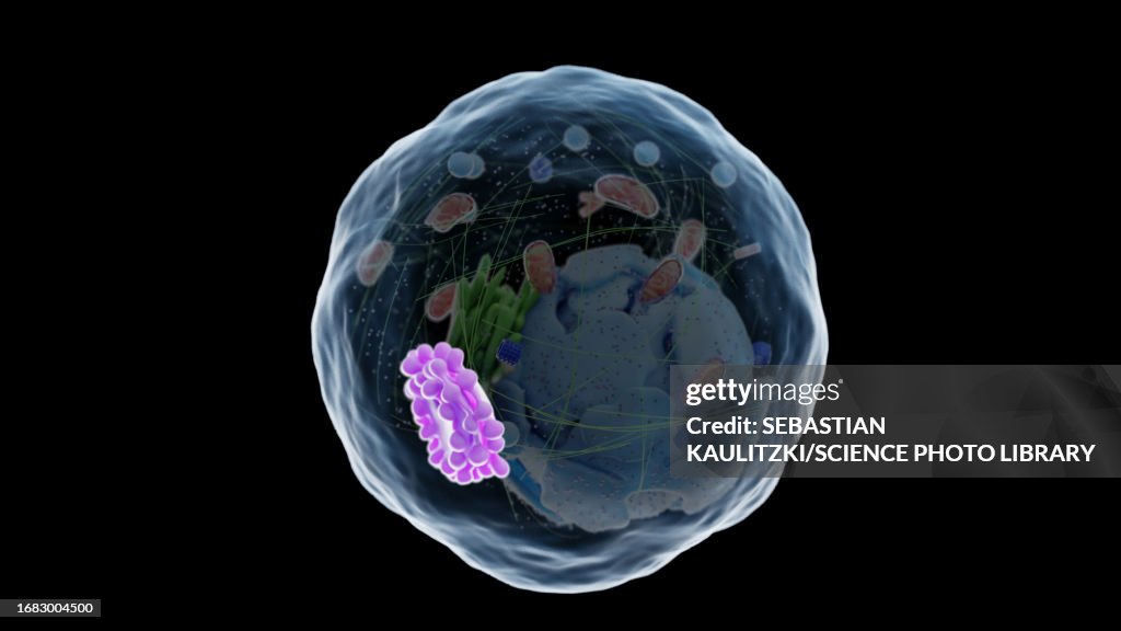 Golgi apparatus, illustration