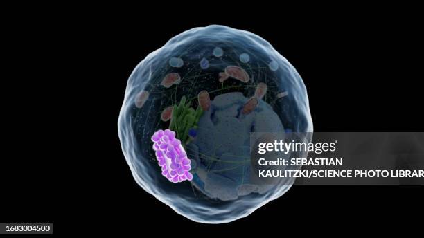 golgi apparatus, illustration - lysosome stock illustrations