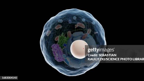 ilustrações de stock, clip art, desenhos animados e ícones de nucleus, illustration - citoplasma