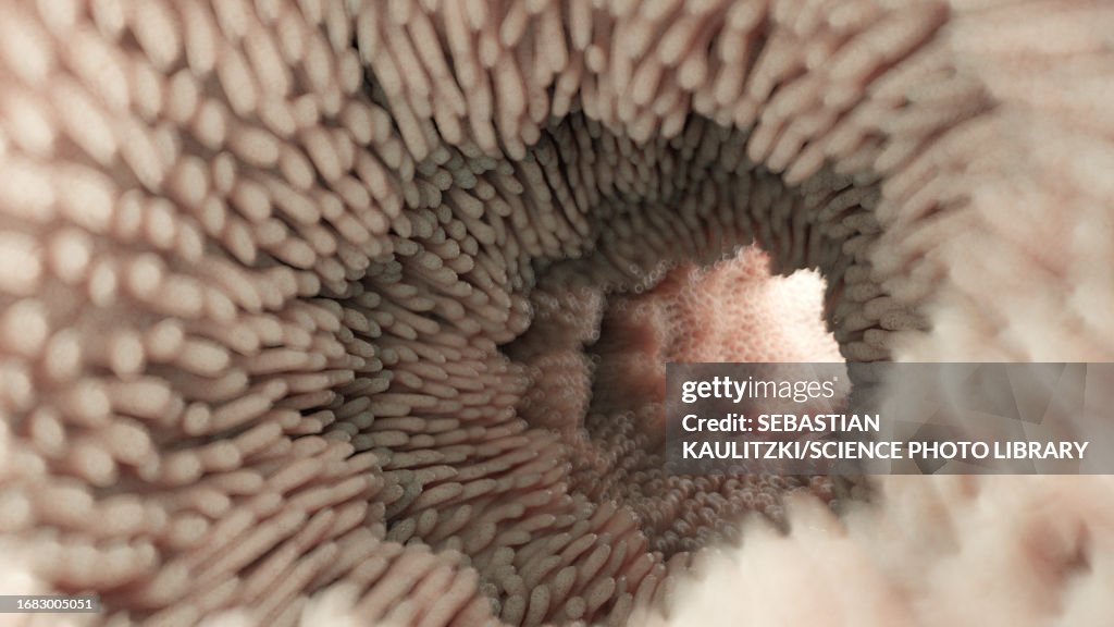 Intestinal microvilli, illustration