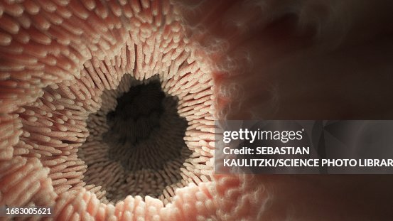 Intestinal Microvilli Illustration High Biology Diagrams