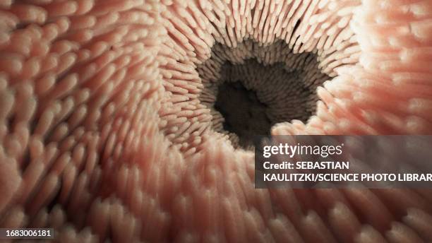 intestinal microvilli, illustration - body brushing stock illustrations