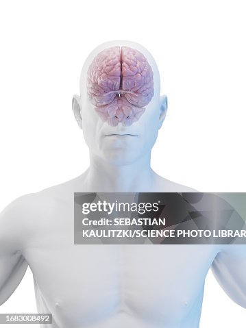 Brain, illustration Brain, illustration