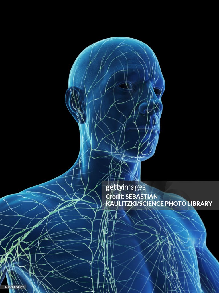 Lymphatic System Illustration High-Res Vector Graphic - Getty Images