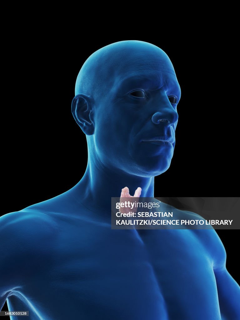 Cricoid cartilage, illustration