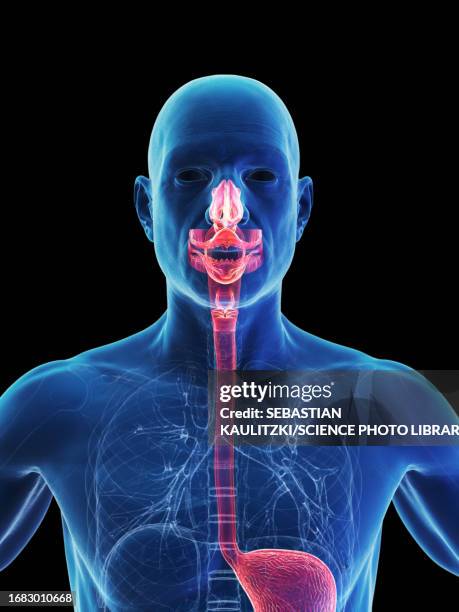 alimentary tract, illustration - thorax stock illustrations