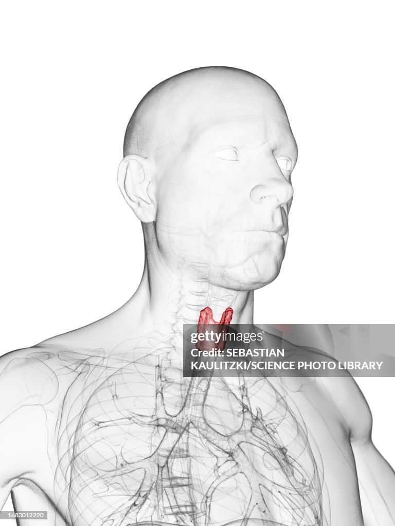Cricoid cartilage, illustration
