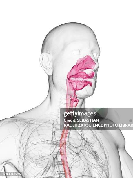 mouth and upper airway, illustration - epiglottis stock-grafiken, -clipart, -cartoons und -symbole