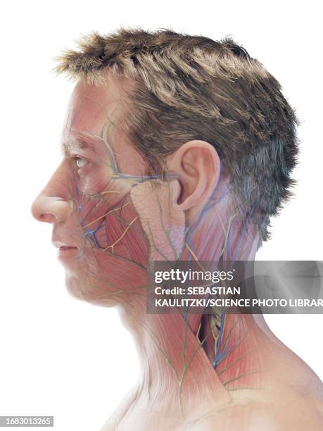 ilustraciones, imágenes clip art, dibujos animados e iconos de stock de male facial muscles, illustration - male body