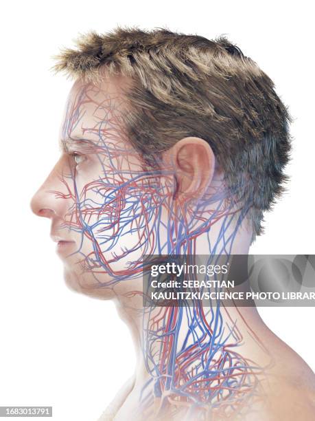 male vascular system, illustration - human head veins stock illustrations