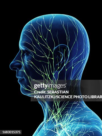 Lymphatic system, illustration Lymphatic system, illustration