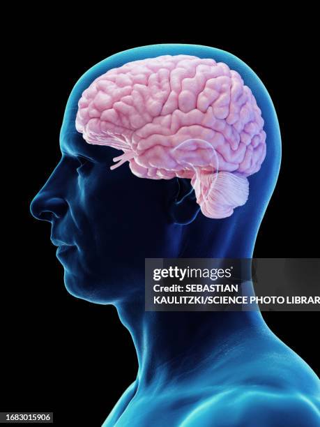 male brain, illustration - cerebral cortex stock-grafiken, -clipart, -cartoons und -symbole