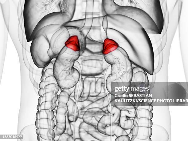 adrenal gland, illustration - medulla stock illustrations