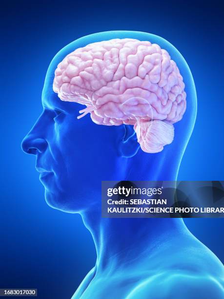 ilustrações, clipart, desenhos animados e ícones de male brain, illustration - gyrus