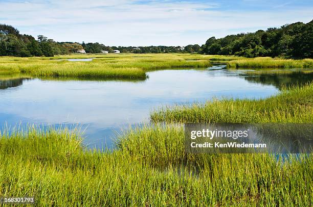 salt marsh at full tide - tidal marsh stock pictures, royalty-free photos & images