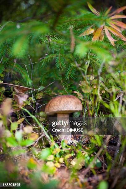 cep - bolet photos et images de collection