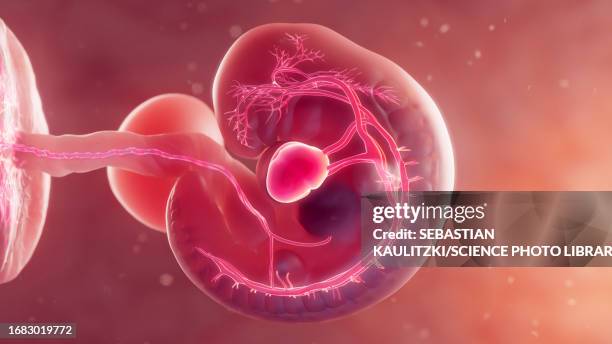 illustrations, cliparts, dessins animés et icônes de embryonic cardiovascular system, illustration - coeur organe interne