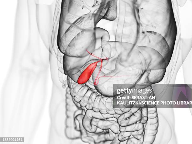 illustrazioni stock, clip art, cartoni animati e icone di tendenza di gallbladder, illustration - bilirubina