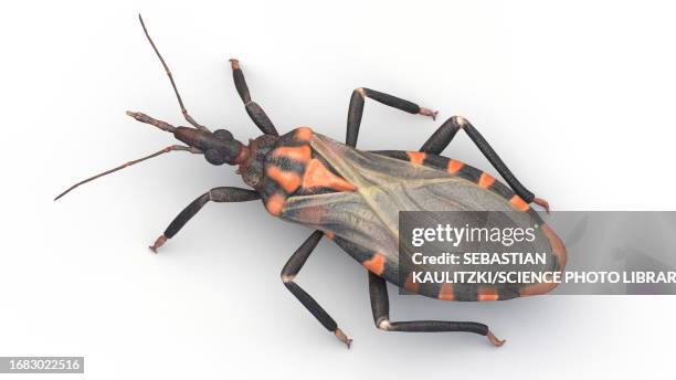 kissing bug, illustration - assassin bug 幅插畫檔、美工圖案、卡通及圖標