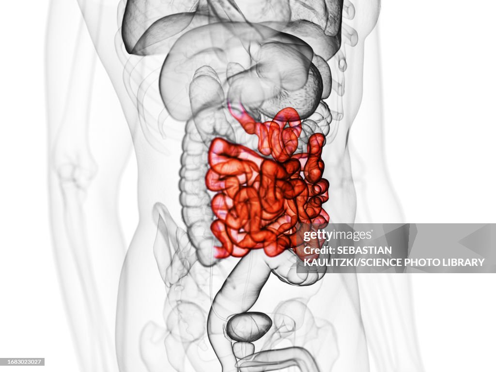 Simple Intestine Small Intestine Illustration High-Res Vector Graphic - Getty Images