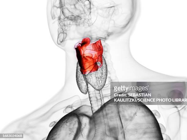 human larynx, illustration - epiglottis stock-grafiken, -clipart, -cartoons und -symbole