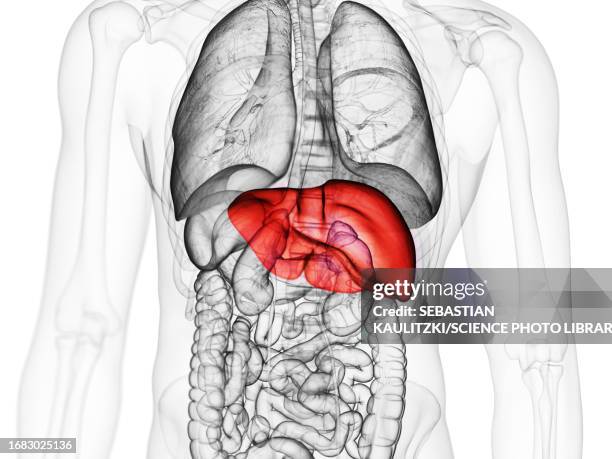 liver, illustration - internal system stock illustrations